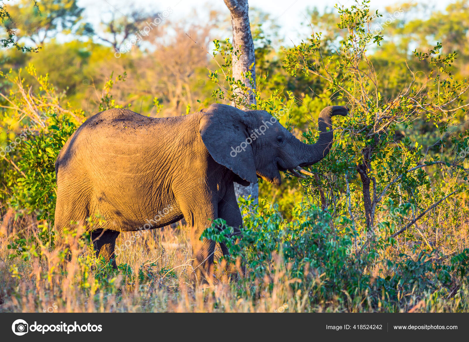 Afrique Sud Des Elephants Savane Afrique Des Fourres Acacia Desert Image Libre De Droit Par Kavramm C Afrique Sud Des Elephants Savane Afrique Des Fourres Acacia Desert Image Libre De Droit Par Kavramm C