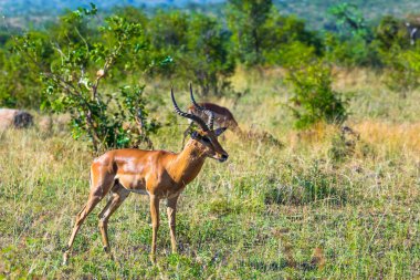 Impala - Afrika antilopları yeşil çalılıklarda otlar. Hayvanlar Afrika bozkırlarında özgürce yaşar ve hareket eder. Güney Afrika. Kruger Parkı. Aktif, ekolojik ve fotoğraf turizmi kavramı