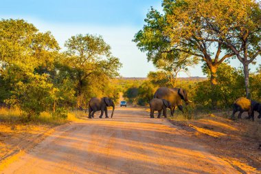 Güney Afrika. Kruger Park 'ta altın gün batımı. Fil sürüsü, eski bir liderin liderliğinde karşıdan karşıya geçer. Egzotik ve fotoğraf turizmi kavramı 