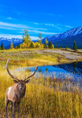 Gölün kıyısında boynuzlu Kanada geyiği dinleniyor. Ekolojik ve aktif turizm kavramı. İbrahim Gölü Kanada 'nın Kayalıkları' ndaki devasa gölet gibidir.