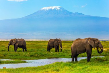 Safari - Kenya 'daki ünlü Amboseli Rezervi' ne tur. Doğal ortamdaki vahşi hayvanlar. Kilimanjaro Dağı 'ndaki Afrika filleri. Egzotik, ekolojik ve fototürizm kavramı