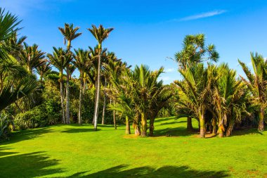 Yeni Zelanda 'daki Güney Adası. Şubat 'ta yaz günü. Palm Grove 'da yeşil çimenler. Egzotik bir ülkeye seyahat etmek. Ekolojik, egzotik ve fotoğraf turizmi kavramı