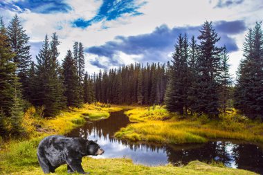 Huge black bear stands on the lake. The Bighorn Highway in the Canadian Rockies. Cloudy autumn day. Quiet shallow lake surrounded by forest. The concept of ecological, active and photo tourism clipart