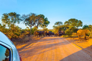 Güney Afrika. Bir fil sürüsü eski bir liderin önderliğindeki yolu geçer. Kruger Park 'ta altın gün batımı. Hayvanlar savanda özgürce yaşar ve hareket eder. Egzotik ve fotoğraf turizmi kavramı 