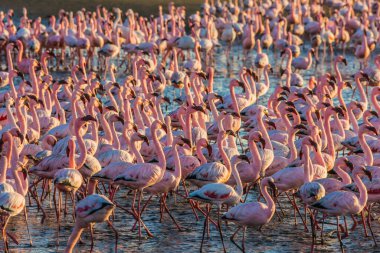 İlginç ve yararlı bir kuş gözlemcisi. Kocaman pembe flamingo kolonisi. Muhteşem kuşlar Swakopmund 'un sığ sularında beslenir. Namibya. Ekolojik, aktif ve fotoğraf turizmi kavramı
