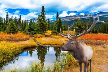Dallanan boynuzları kıyıda dinlenen güzel geyikler. Kanada 'nın Görkemli Kayalıkları. Bow Gölü kayalıklar ve buzullarla çevrilidir. Rüzgarlı bir gün. Aktif ve fotoğraf turizmi kavramı