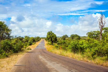 Afrika 'nın güneyine egzotik bir yolculuk. Meşhur Kruger Park. Hayvanlar Afrika bozkırlarında özgürce yaşar ve hareket eder. Dar toprak yol. Aktif, egzotik, ekolojik ve fotoğraf turizmi kavramı