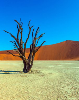 Sussussflay gölünün dibinde. Namib Naukluft Çölü 'nde Clay Platosu. Ölü ağaçlı ölü göl. Güneşli bir sabah. Egzotik, ekstrem ve fotoğraf turizmi kavramı