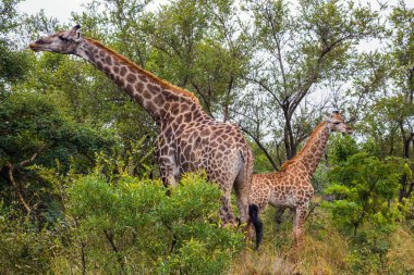Muhteşem zürafalar Afrika savanasının yeşil çalılarında otlar. Hayvanlar Afrika bozkırlarında özgürce yaşar ve hareket eder. Meşhur Kruger Park. Ekolojik ve fotoğraf turizmi kavramı