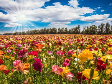İsrail. Çok renkli bahçe çiçekleri olan muhteşem bir halı. Ranunculus. Güzel bir bahar gününde sıcak güneş ve beyaz bulutlar. Botanik, çevre ve fotoğraf turizmi kavramı