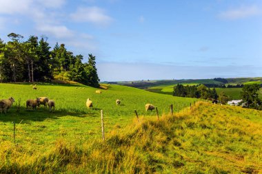 Yeni Zelanda. Güney Adası 'nın güzelliği ve büyüsü. Otlayan koyunlarla dolu resimli bir tarla. Cromwells şehrinin çevresi. Ekolojik ve fotoğraf turizmi kavramı
