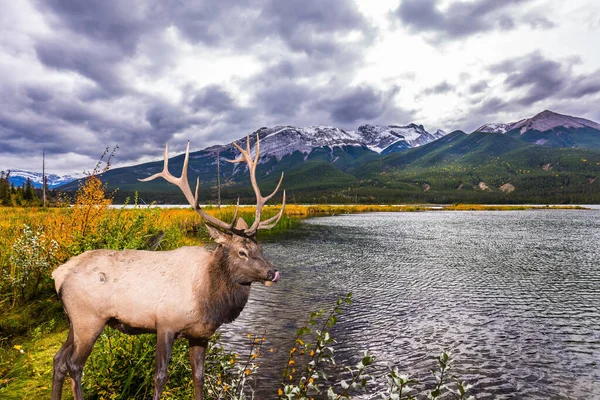 Precioso Ciervo Con Cuernos Pastando Lago Rocky Mountains Canada Viento — Foto de Stock