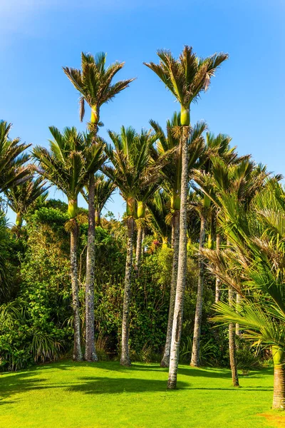 二月的夏日 新西兰的南岛 棕榈树中可爱的绿草草坪 去一个异国情调的国家旅行生态 积极和摄影旅游的概念 — 图库照片