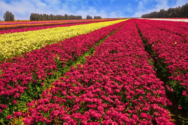 Kibbuz Feld Blühender Bunter Ranunkeln Israel Schöner Sonniger Frühlingstag Frühlingsspaziergang — Stockfoto