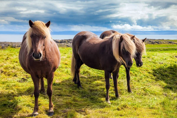 Trzy Piękne Życzliwe Konie Wyjątkowej Islandzkiej Rasy Islandzka Tundra Letnia — Zdjęcie stockowe