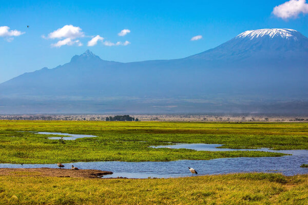 The snow peak of Kilimanjaro. African sacred ibis feed on the shores of lake. Impressive travel to Africa, Amboseli Park. The concept of exotic, ecological and photo tourism