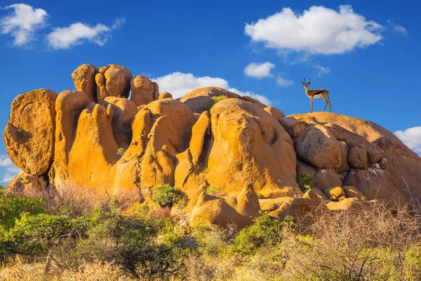 Antelope Springbok Entre Pedras Deserto Spitskoppe Viajar Para África Pedras — Fotografia de Stock