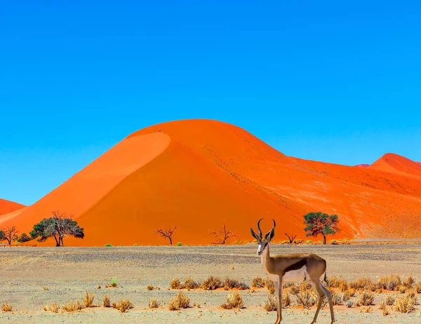 Muito Impala Antílope Cabeça Preta Grande Viagem Deserto Namib Naukluft — Fotografia de Stock