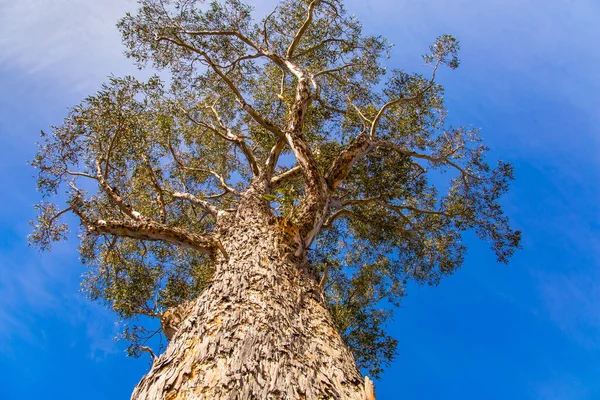 Wunderschöner Exotischer Baum Vor Blauem Himmel Reise Nach Neuseeland Südinsel — Stockfoto