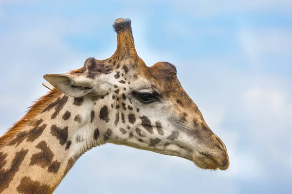 Portrét Smutné Žirafy Jeep Safari Masai Mara Keňa Žirafa Dlouhým — Stock fotografie