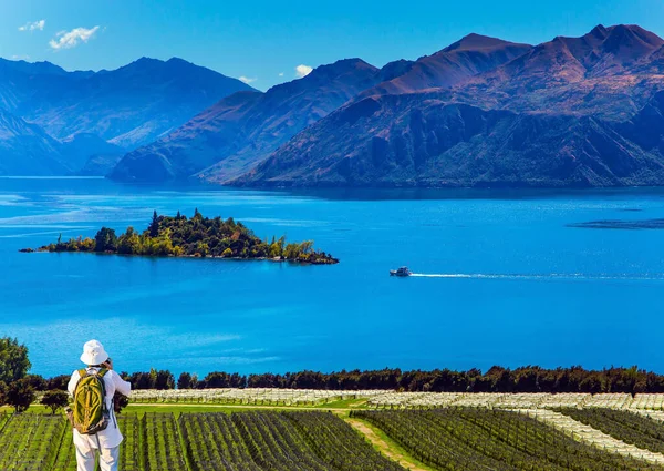 Adorable Petite Île Dans Lac Wanaka Carte Postale Voeux Vignoble — Photo