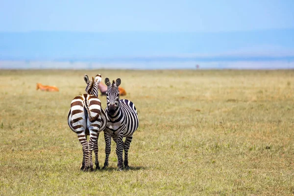 Charming Symmetrical Zebras Graze Together Magnificent Trip African Savannah Kenya — Stock Photo, Image