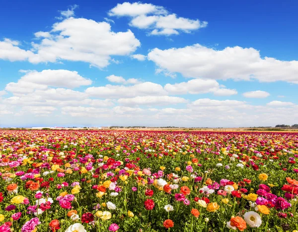 イスラエルのバターカップの絵のようなフィールド 素晴らしい暖かい春の天気 毎年大規模な多色の花 写真観光の概念 — ストック写真