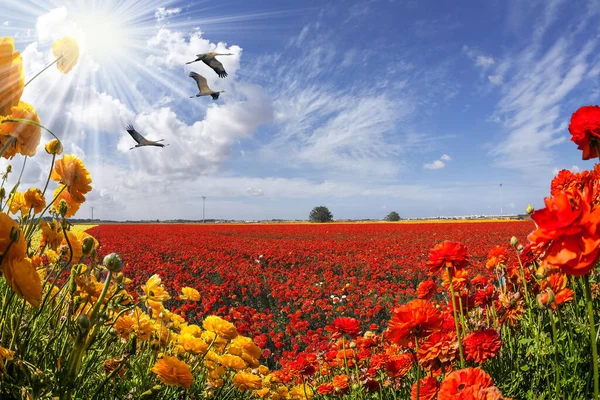 Kartpostal Kırmızı Sarı Pembe Turuncu Çiçekler Rüzgarda Sallanıyor Bahar Ilık — Stok fotoğraf