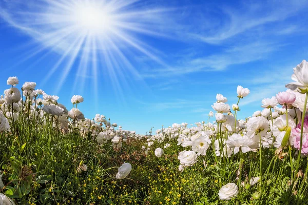 Malownicze Pola Kwitnące Duże Białe Ranunkulus Jaskry Gorące Słońce Lekkie — Zdjęcie stockowe