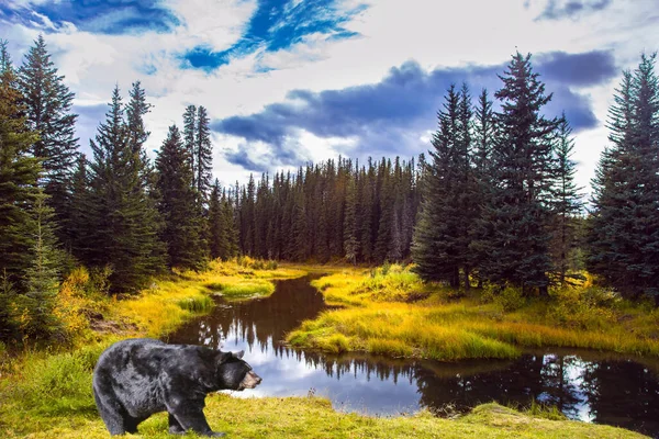 Enorme Urso Preto Fica Lago Bighorn Highway Canadian Rockies Inglês — Fotografia de Stock