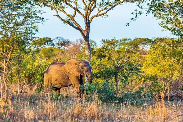 African savanna elephant. Thickets of a desert acacia. Animals live and move freely in the savannah. The famous Kruger Park. South Africa. Sunset. The concept of exotic and photo tourism