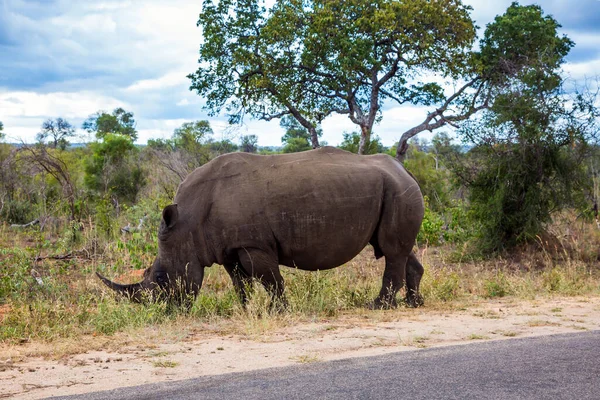 Rinoceronte Branco Africano Com Chifre Nariz Pastando Perto Uma Estrada — Fotografia de Stock