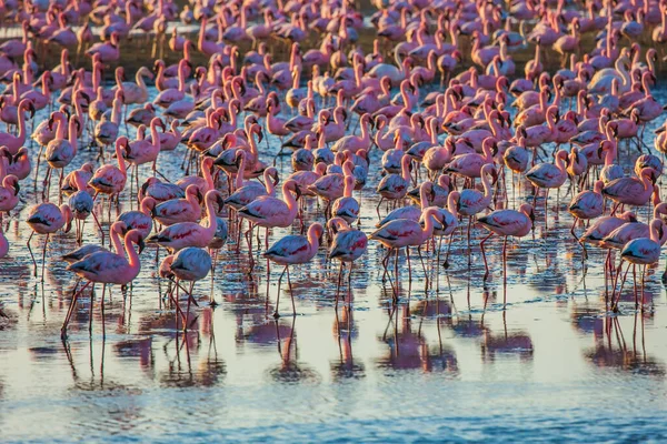 ピンクのフラミンゴ 面白いバードウォッチングだ 豪華なピンクの鳥が餌を与え スワコプムントのナミビアのリゾートの浅い水で時間を過ごします 生態学 動物学 写真観光の概念 — ストック写真