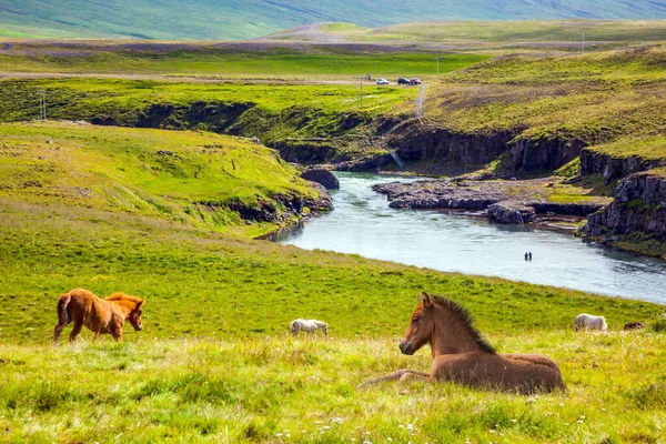 Vackra Och Starka Islandshästar Betade Fri Betesmark Grönt Högt Gräs — Stockfoto