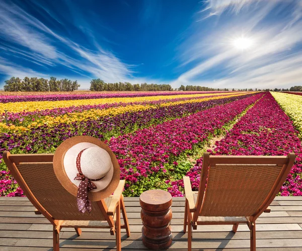 Magnifico Tappeto Fiorito Strisce Ranuncoli Giardino Multicolore Ranuncolo Israele Concetto — Foto Stock