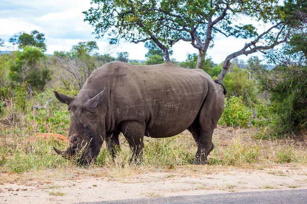 Viaggio Sud Africa Rinoceronte Bianco Africano Con Corno Sul Naso — Foto Stock
