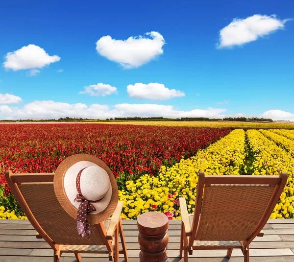 Великолепный Цветочный Полосатый Ковер Красных Желтых Садовых Бабочек Раннункулус Израиль — стоковое фото