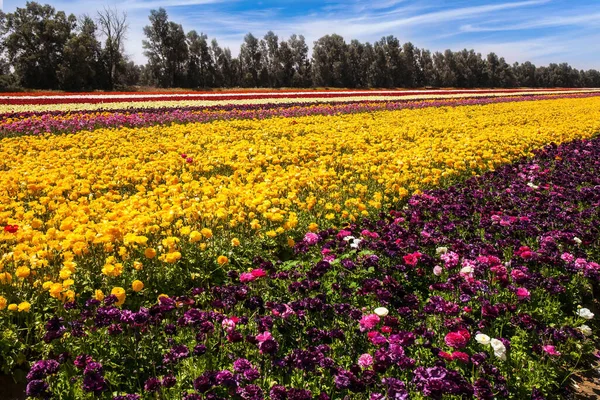 Magnífica Alfombra Floral Rayas Multicolores Campo Kibbutz Florecientes Coloridas Tazas — Foto de Stock