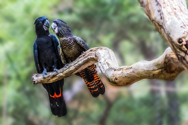 Nazik Bir Çift Bir Çift Papağan Kuru Bir Dalda Oturuyor — Stok fotoğraf