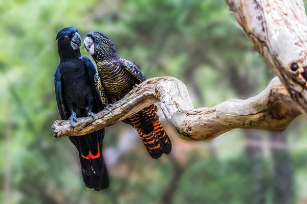 Een Lief Stel Papegaaien Zitten Een Droge Tak Budgerigars Zijn — Stockfoto