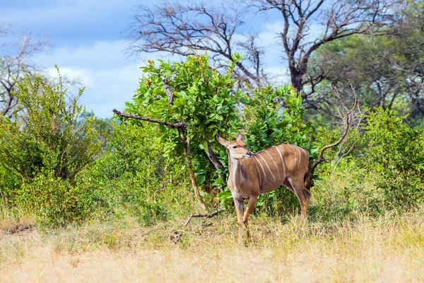 南アフリカだ クルーガー パーク アカシアのアフリカサバンナの中で豪華なクドの女性の放牧 動物はアフリカのサバンナに住み 自由に移動する 生態観光と写真観光の概念 — ストック写真
