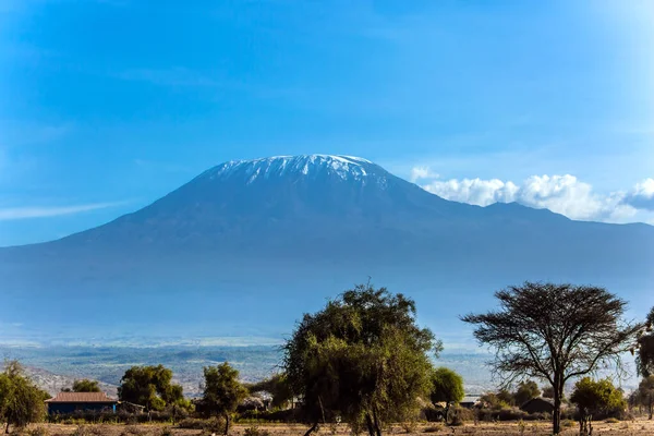 Famoso Pico Neve Kilimanjaro Savana Com Arbustos Raros Acácia Deserto — Fotografia de Stock