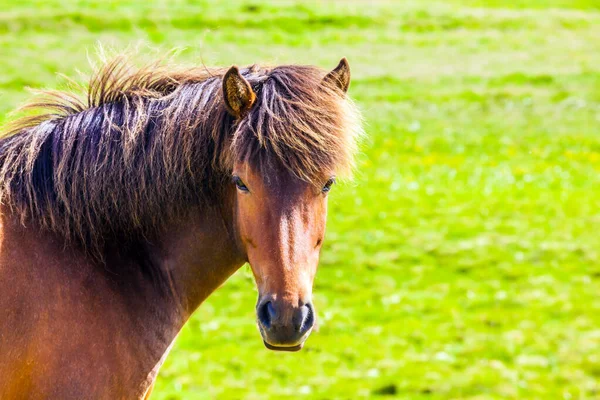 Portrait Thoroughbred Horse Braun Mane Green Fresh Tall Grass Summer — Stock Photo, Image