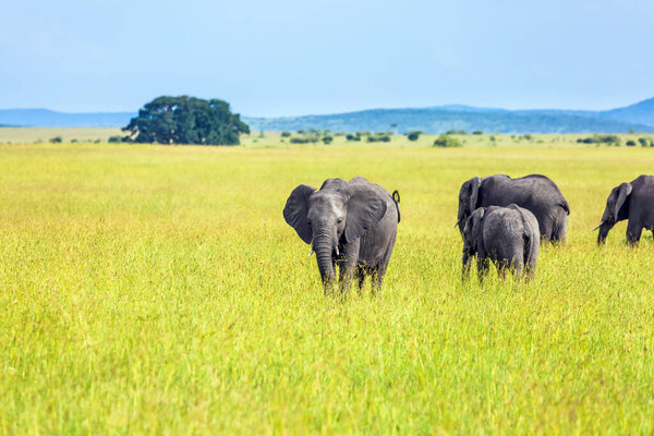 Herd of elephant of the African savannah. Elephants are the largest land mammals. The famous Masai Mara Reserve in Kenya. The concept of ecological, exotic, extreme and photo touris