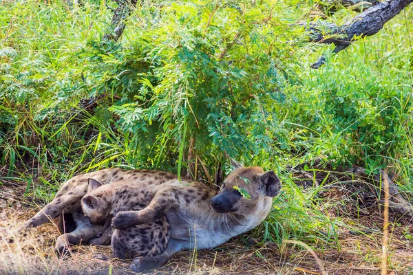 Hyena Alimenta Seus Recém Nascidos Com Seu Leite Hyena Viu — Fotografia de Stock