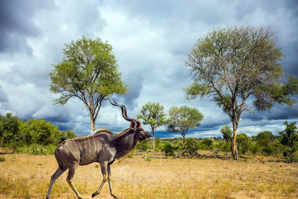 Macho Kudu Enorme Com Chifres Longos Pastam Arbusto Entre Acácias — Fotografia de Stock