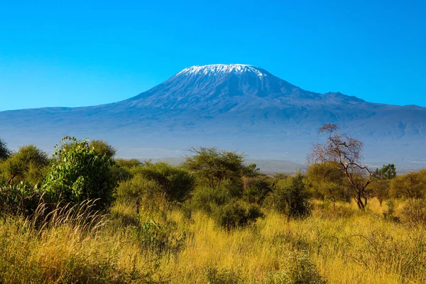 Famoso Pico Neve Kilimanjaro Savana Com Arbustos Raros Acácia Deserto — Fotografia de Stock