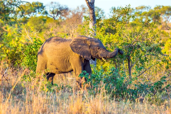 African savanna elephant. Thickets of a desert acacia. Animals live and move freely in the savannah. The famous Kruger Park. South Africa. The concept of exotic and photo tourism