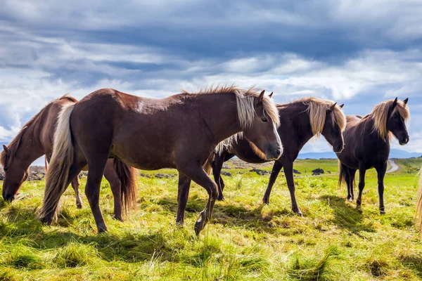 Verano Islandia Viaje Sueños Sólo Una Raza Caballos Vive Islandia — Foto de Stock