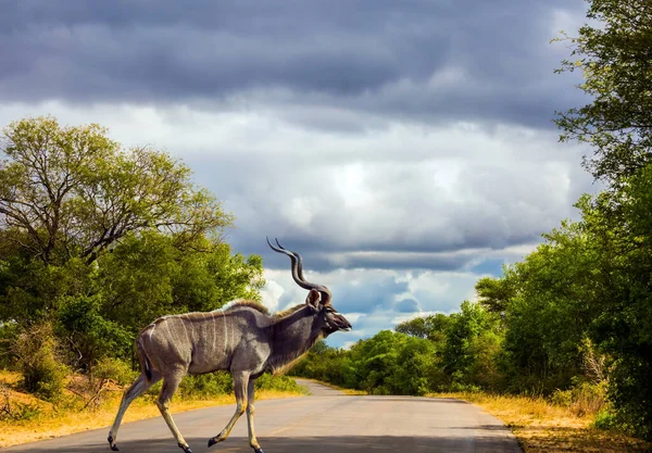Huge male kudu with long horns crosses a path for tourists. Kruger Park. South Africa. Animals live and move freely in the savannah. The concept of ecological and photo tourism